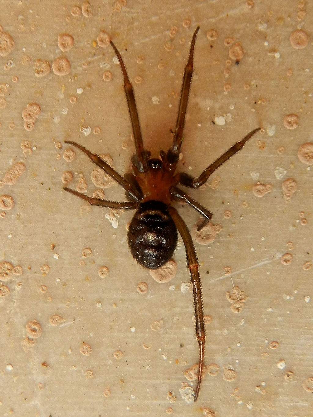 Theridiidae: Steatoda grossa - Venezia Lido